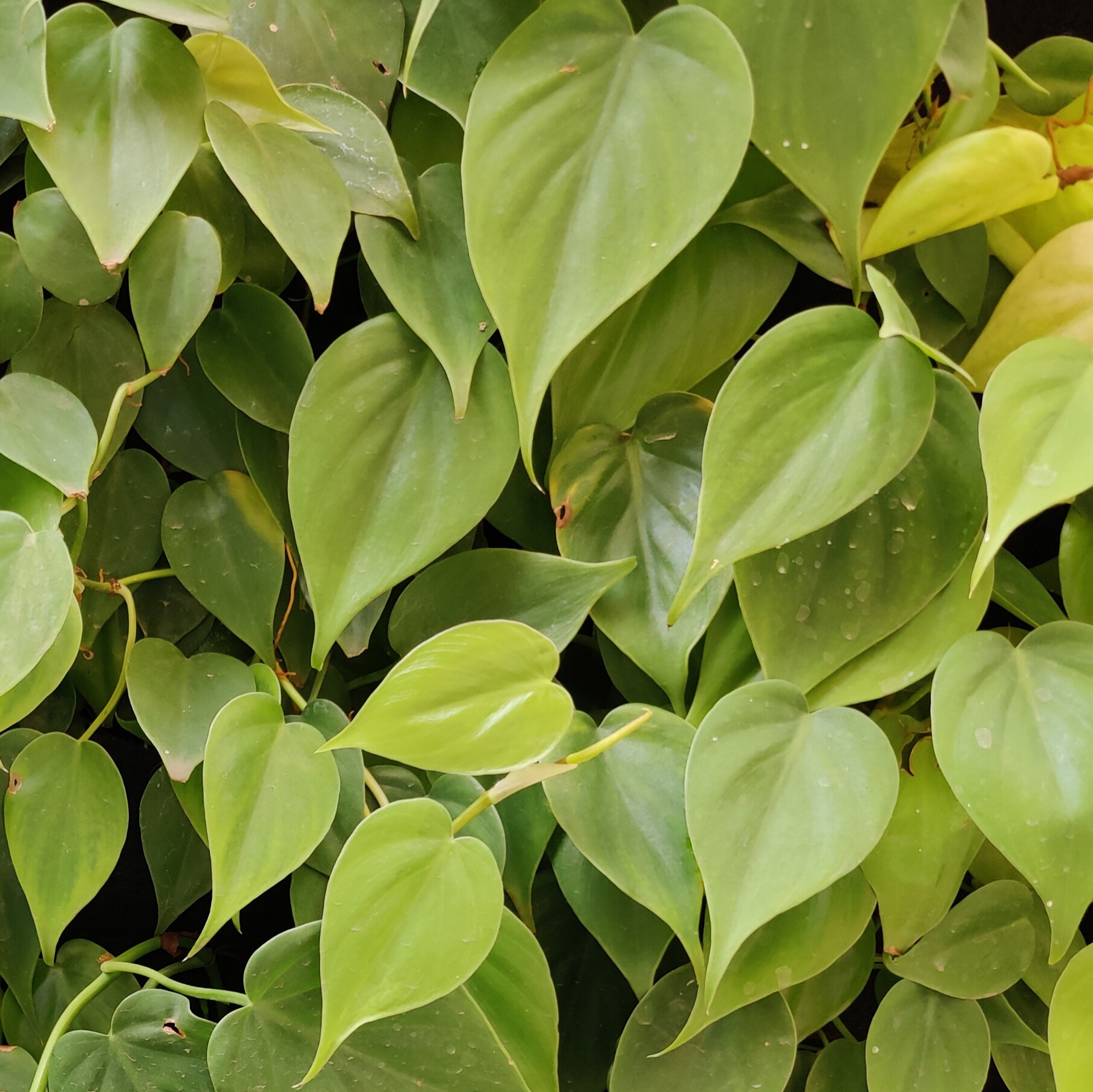 May Flowers Horticulture Installation 105